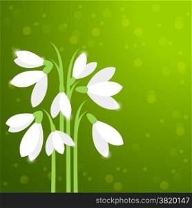 vector card with snowdrops, first spring flowers