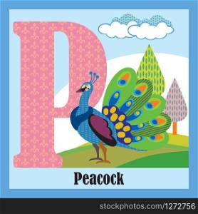 Vector cartoon flashcards of animal alphabet, letter P. Colorful cartoon illustration of letter P and peacock vector character. Bright colors zoo wildlife illustration. Cute flat cartoon style. Stock illustration.