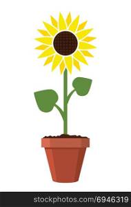 vector cartoon of garden sunflower grow in pot. summer agriculture illustration. sun flower isolated on white background
