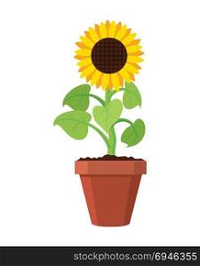 vector cartoon of garden sunflower grow in pot. summer agriculture illustration. sun flower isolated on white background