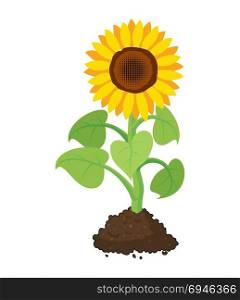 vector cartoon of garden sunflower grow in soil. summer agriculture illustration. sunflower isolated on white background
