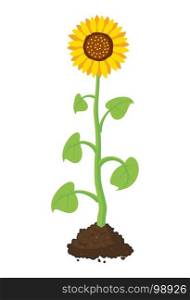 vector cartoon of garden sunflower grow in soil. summer agriculture illustration. three sunflowers isolated on white background