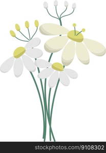 Vector chamomile bouquet of white and yellow wild flowers isolated on transparent background. Medical herbs