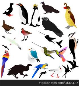 Vector collection of birds