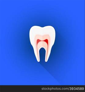 vector colored flat design sectional structure of human tooth illustration isolated blue background long shadow&#xA;