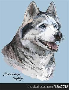 Vector colored portrait of siberian husky hand drawing Illustration on blue background