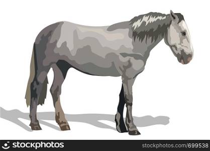 Vector colorful Illustration grey horse standing in profile. Monochrome vector sketch illustration isolated on white background.