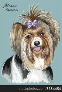 Vector colorful outline portrait of Biewer terrier, hand drawing Illustration on turquoise background