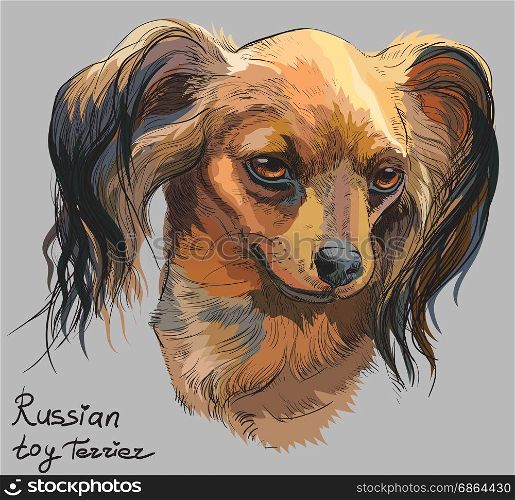 Vector colorful outline portrait of Russian long-haired toy Terrier, hand drawing Illustration on grey background