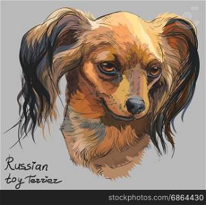 Vector colorful outline portrait of Russian long-haired toy Terrier, hand drawing Illustration on grey background