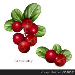 Vector. Cowberries with leaves.