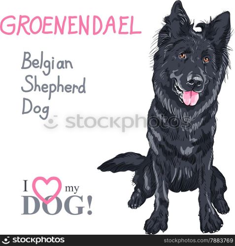 Vector dog Belgian Shepherd Dog or Groenendael breed smiles with his tongue hanging out