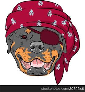 vector Dog Rottweiler Pirate. Vector Dog Rottweiler Pirate, wearing red bandana and eye patch
