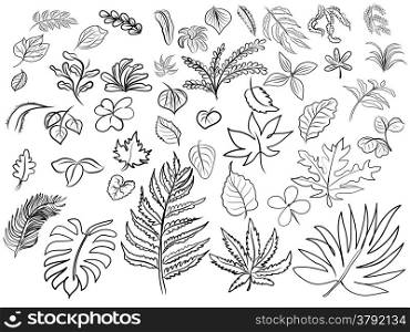 Vector drawing of leaves on white background
