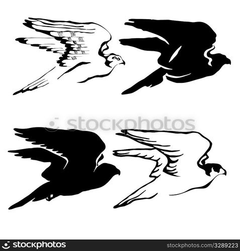 vector drawing of the hawk on white background