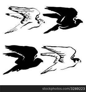 vector drawing of the hawk on white background