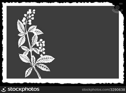 vector drawing of the plant