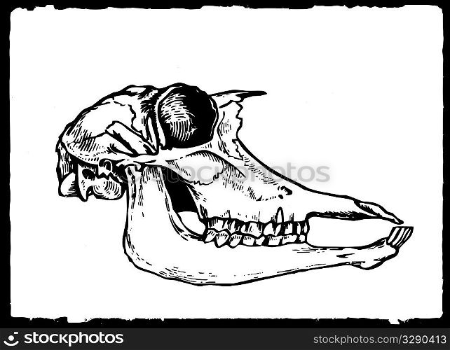 vector drawing skull on white paper