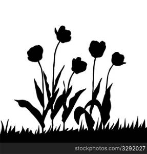 vector drawing tulip on white background