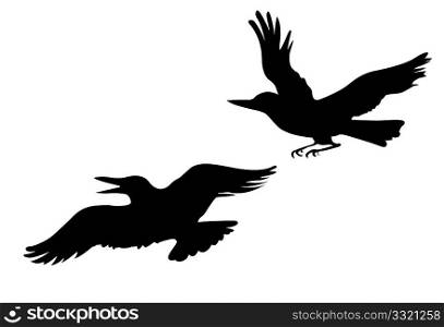 vector drawing two ravens on white background
