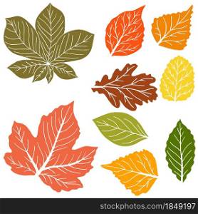 Vector drawings. Collection of colorful autumn leaves isolated on a white background. Good for social networks, advertising. Cartoon style. Set of vector drawings. Good for autumn design