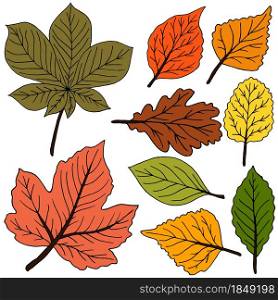 Vector drawings. Collection of colorful autumn leaves isolated on a white background. Good for social networks, advertising. Set of vector drawings. Good for autumn design