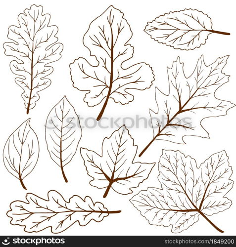 Vector drawings. Set of brown autumn leaves. Outline drawing. Set of vector drawings. Good for autumn design