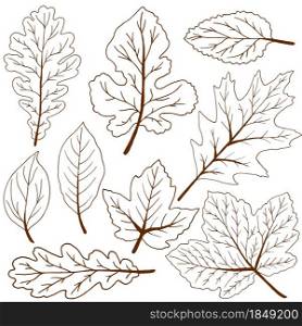 Vector drawings. Set of brown autumn leaves. Outline drawing. Set of vector drawings. Good for autumn design