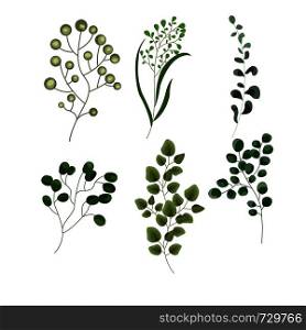 Vector elements set of forest fern, tropical green eucalyptus greenery art foliage natural leaves herbs in watercolor style. Decorative beauty elegant illustration for design, wedding, invitation cards
