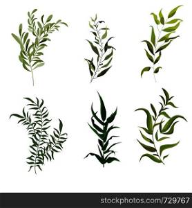 Vector elements set of forest fern, tropical green eucalyptus greenery art foliage natural leaves herbs in watercolor style. Decorative beauty elegant illustration for design, wedding, invitation cards