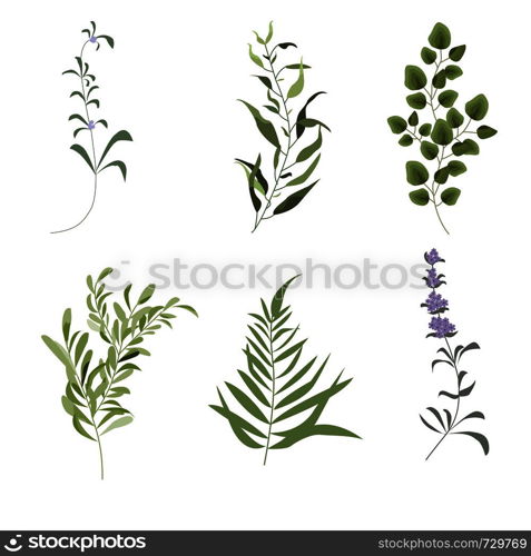 Vector elements set of forest fern, tropical green eucalyptus greenery art foliage natural leaves herbs in watercolor style. Decorative beauty elegant illustration for design, wedding, invitation cards