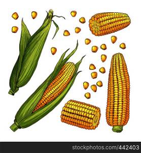Vector farm illustrations. Different sides of corn cob and organic vegetable, farm natural ripe corn. Vector farm illustrations. Different sides of corn