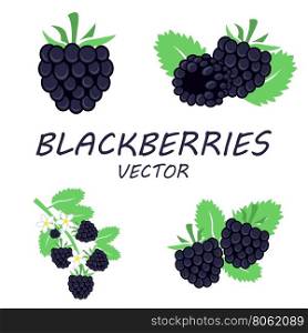Vector flat blackberries icons set. Vector flat blackberries icons set on white background