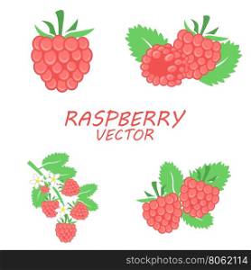 Vector flat raspberry icons set. Vector flat raspberry icons set on white background