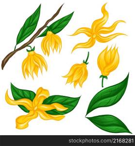 Vector flat set of tropical flowers ylang ylang with foliage and branches. Natural floral objects in cartoon style. Petals and foliage. Vector flat set of tropical flowers ylang ylang with foliage and branches. Natural floral objects in cartoon style.