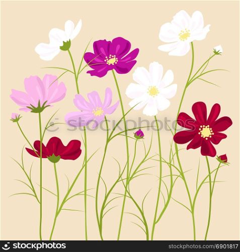vector floral background - cosmos flowers