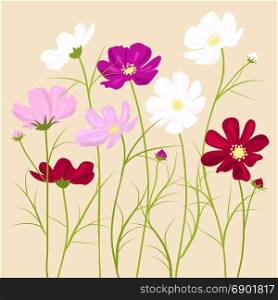 vector floral background - cosmos flowers
