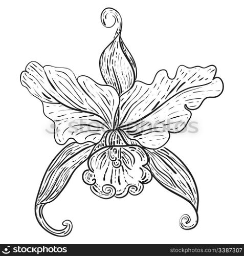 vector floral design element, hand drawn