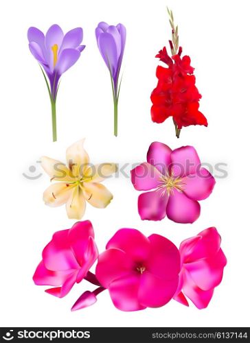 Vector Flower SEt: Pink Phlox, Lily, Gladiolus, Clematis, Crocus Vector Illustration EPS10