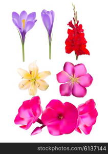 Vector Flower SEt: Pink Phlox, Lily, Gladiolus, Clematis, Crocus Vector Illustration EPS10