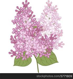 Vector flowers of lilac. Illustration for your design.. Vector flowers of lilac. Illustration for design.
