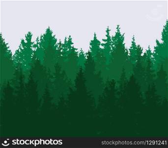 vector forest background. green spring woods, nature landscape with evergreen coniferous trees. morning woodland scene