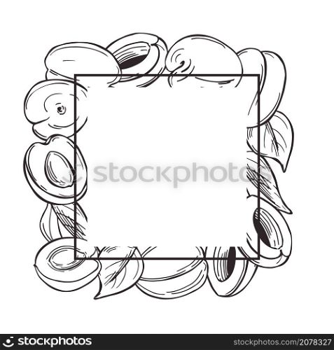 Vector frame with hand drawn apricots. Sketch illustration. . Apricots. Vector frame.