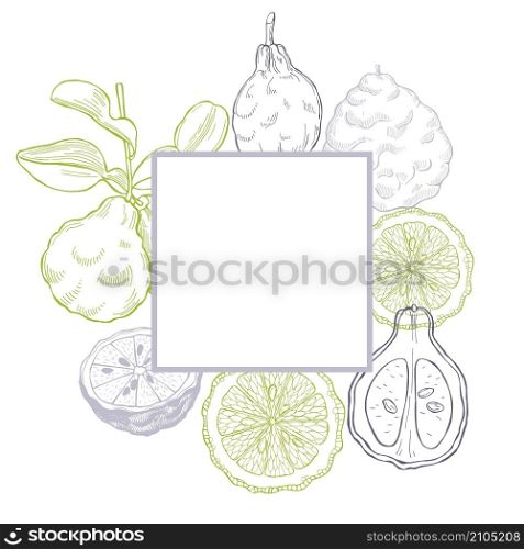 Vector frame with hand drawn bergamot fruit. Sketch illustration.. Hand drawn bergamot fruit.