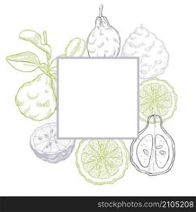 Vector frame with hand drawn bergamot fruit. Sketch illustration.. Hand drawn bergamot fruit.