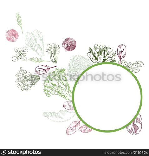 Vector frame with hand drawn different kinds of lettuce on white background. . Hand drawn different kinds of lettuce on white background.