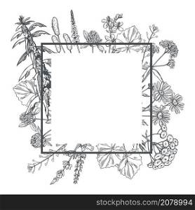 Vector frame with hand drawn medicinal herbs.. Vector frame with medicinal herbs.