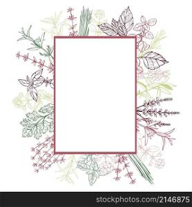 Vector frame with hand drawn spicy herbs. Sketch illustration.. Hand drawn spicy herbs.