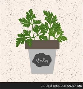 Vector - Fresh parsley herb in a flowerpot. Aromatic leaves used to season meats, poultry, stews, soups, bouquet granny