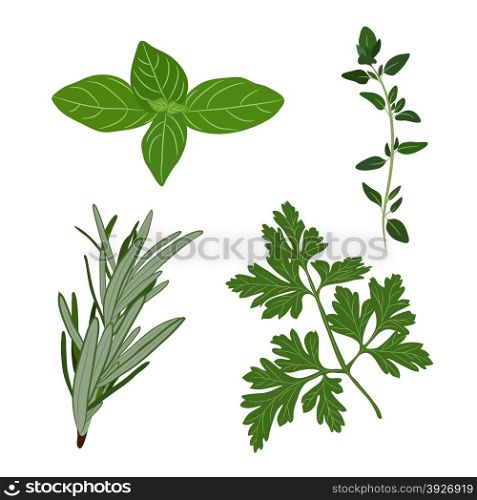 Vector fresh parsley, thyme, rosemary, and basil herbs. Aromatic leaves used to season meats, poultry, stews, soups, Bouquet granny